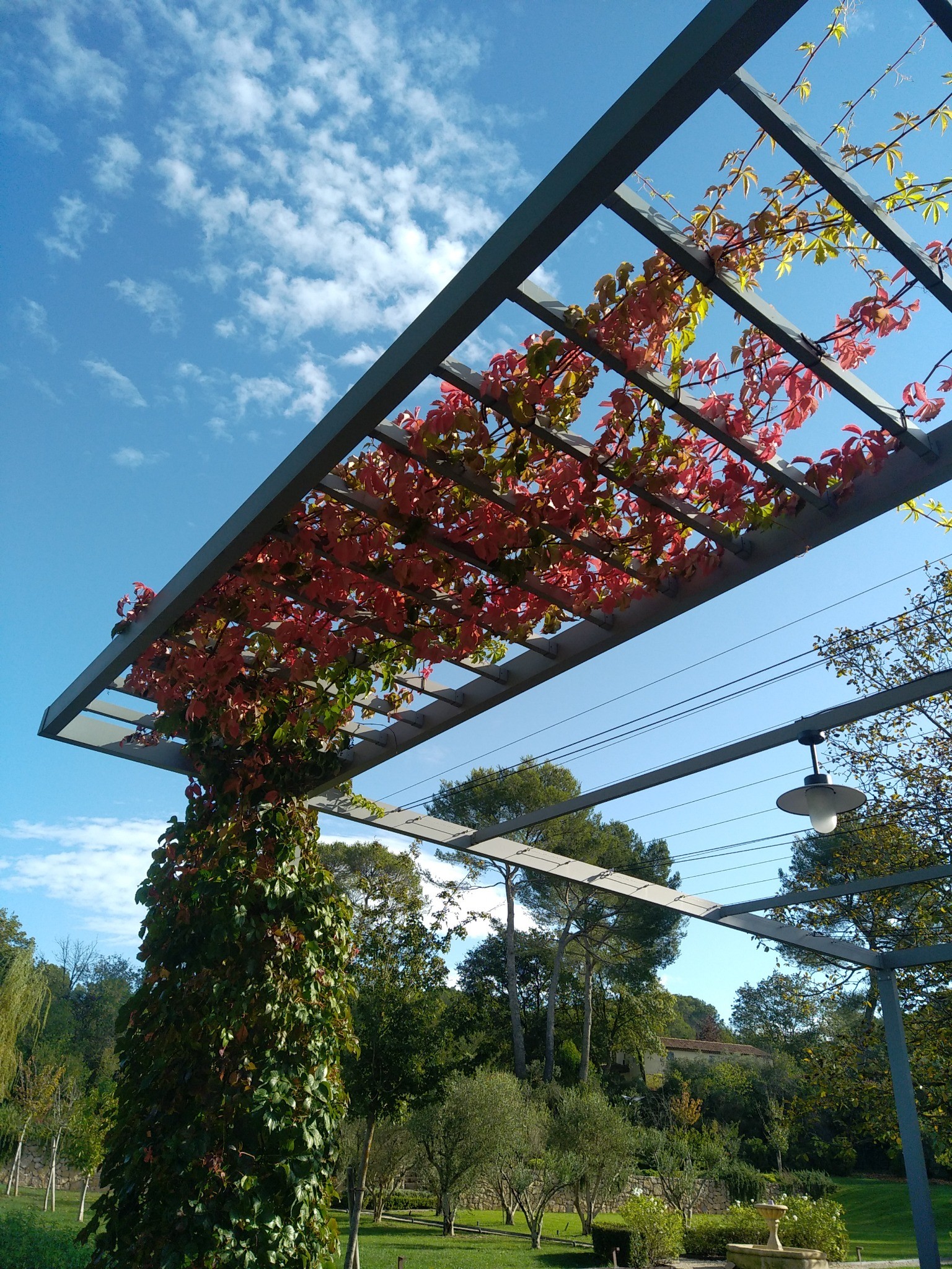 Pergola végétale en aluminium avec feuillage grimpant évoluant sur la structure