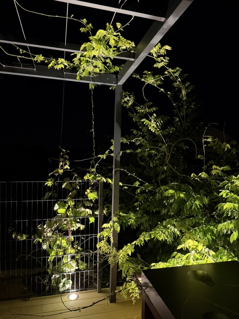 Pergola végétalisée éclairée de nuit